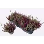 Calluna vulg Kanarbik wibo´s trio 11cm