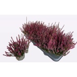 Calluna vulg Kanarbik wibo´s trio 11cm