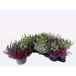 Calluna vulg Kanarbik wibo´s trio 17cm