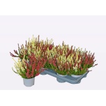 Calluna vulg Kanarbik wibo´s twin 11cm