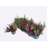 Calluna vulg Kanarbik wibo´s twin 10,5cm