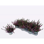 Calluna vulg Kanarbik wibo´s twin 10,5cm
