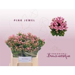 Bouvardia Buvardia Pink Jewel 40cm