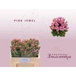 Bouvardia Buvardia Pink Jewel 50cm