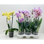 Phalaenopsis Kuuking mixed trolley 12cm h45 3õv