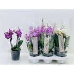 Phalaenopsis Kuuking mixed trolley 12cm h45 4õv
