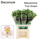 Alstroemeria Inkaliilia True Dream