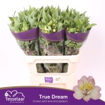 Alstroemeria Inkaliilia True Dream