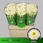 Chrysanthemum Krüsanteem Santini Russell
