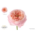 Roos 60cm garden annesley