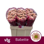 Chrysanthemum Krüsanteem SANTINI Babette*25