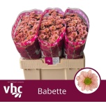 Chrysanthemum Krüsanteem SANTINI Babette*25