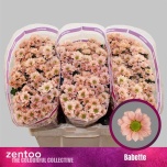 Chrysanthemum Krüsanteem SANTINI Babette*25