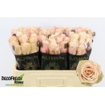 Roos 50cm Lady Cava