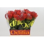 Nutans Leucospermum Nõelakera Crimson 50cm*5