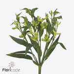 Alstoemeria Inkaliilia Fl Jade
