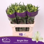 Alstroemeria Inkaliilia Bright Star