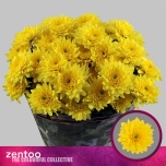 Chrysanthemum Krüsanteem SP Pastela Sunny*5