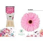 Gerbera GR Alison*15