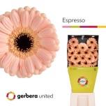 Gerbera MINI Espresso*20