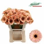 Gerbera MINI Espresso*20