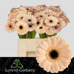Gerbera MINI Espresso*20