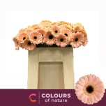 Gerbera MINI Espresso*20