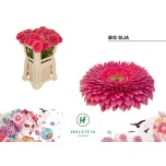 Gerbera GB Sija*10