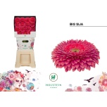 Gerbera GB Sija*15