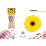 Gerbera MINI Sunshine*20