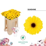 Gerbera MINI Sunshine*20
