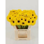 Gerbera MINI Sunshine*20