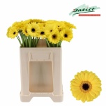 Gerbera MINI Sunshine*20
