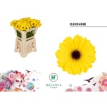 Gerbera MINI Sunshine*20