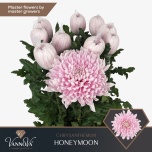Chrysanthemum Krüsanteem BL Honeymoon 105gr*10