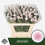 Chrysanthemum Krüsanteem BL Honeymoon 60gr*10