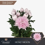 Chrysanthemum Krüsanteem BL Honeymoon*10