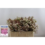 Chamelaucium Wax Flower White Lion 50-55cm