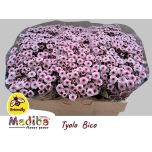 Chrysanthemum Krüsanteem SANTINI Madiba Bico Tyolo*25