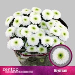 Chrysanthemum Krüsanteem SP Daydream 75g*5