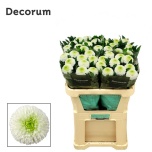 Chrysanthemum Krüsanteem BL Matchpoint*10