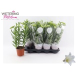 Lilium Liilia longiflorum miracle 13cm