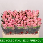 Roos 50cm Jessika