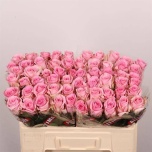 Roos 50cm Jessika