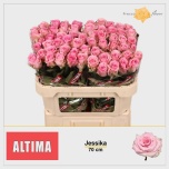 Roos 70cm Jessika