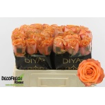 Roos 50cm Tropic Horizon