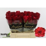 Roos 40cm Red Panther