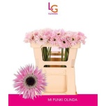 Gerbera MS Punki Olinda*20