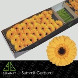 Gerbera MINI Tweety*30