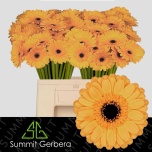 Gerbera MINI Tweety*20